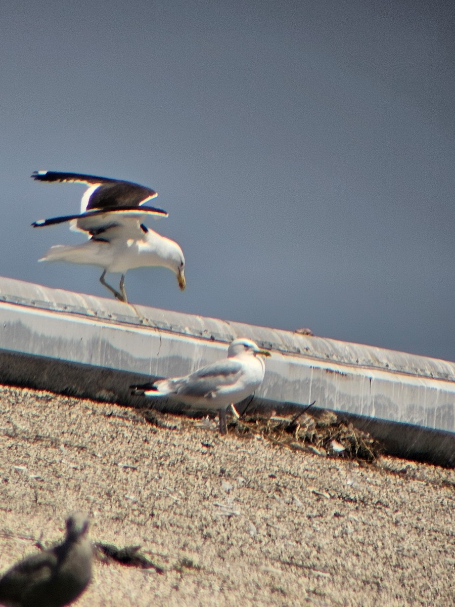 Kelp Gull - ML638228717