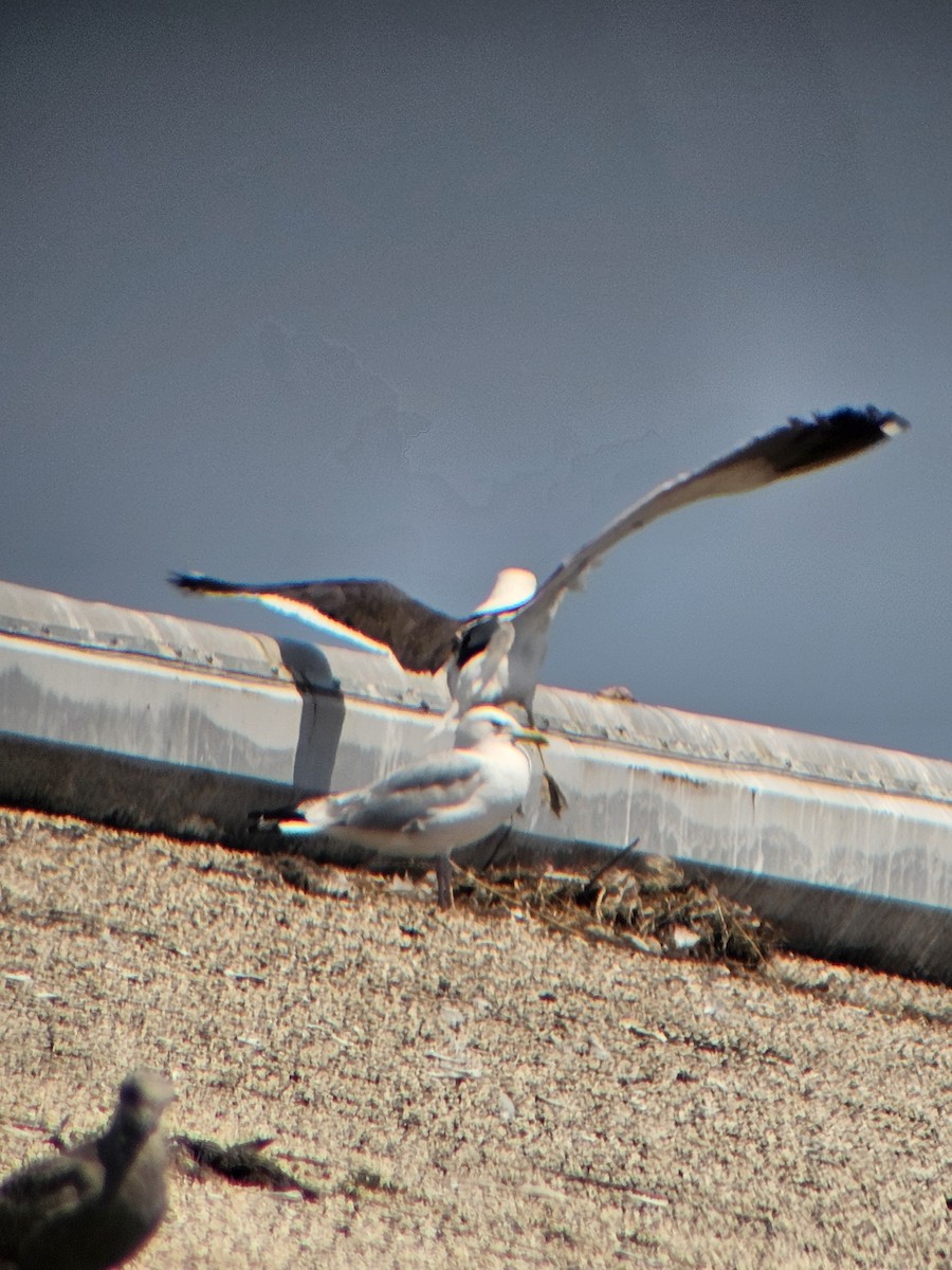 Kelp Gull - ML638228723