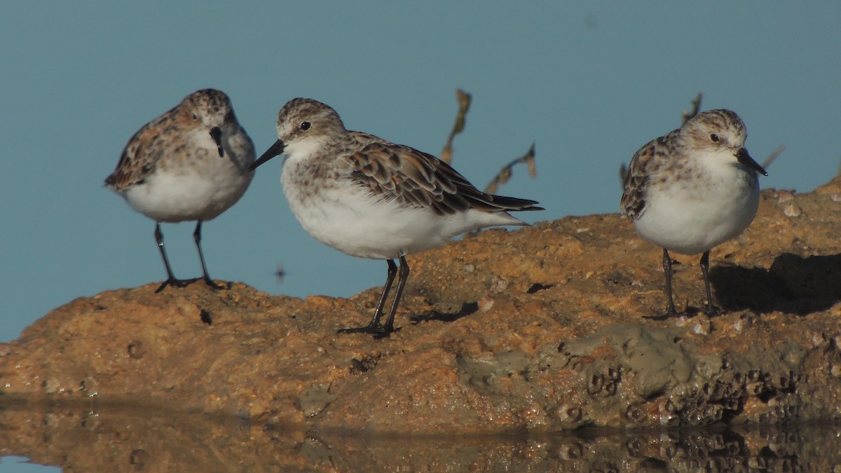 Little Stint - ML638228724