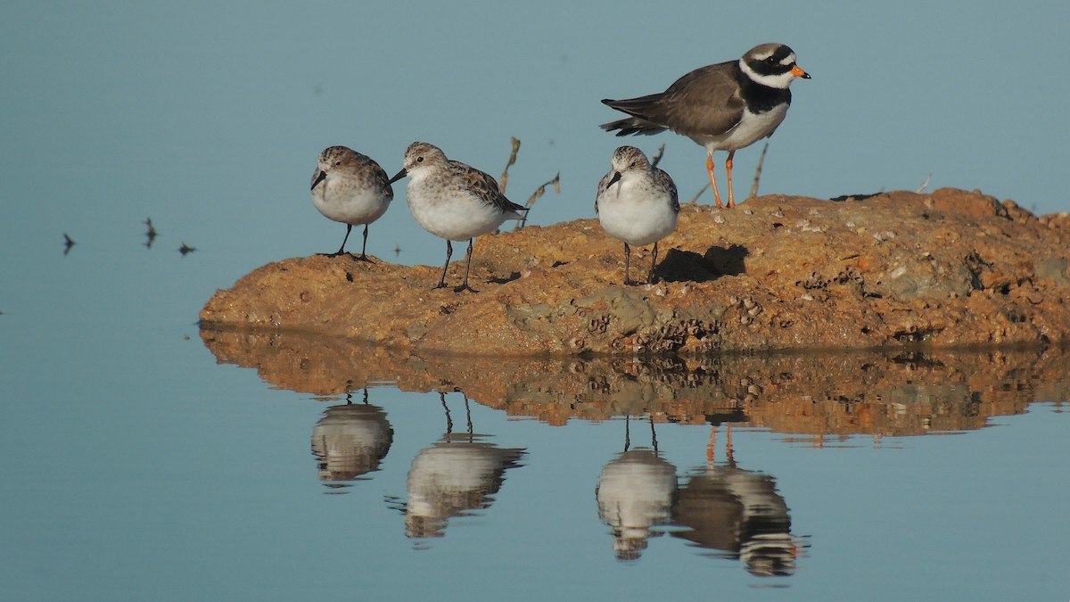 Little Stint - ML638228725