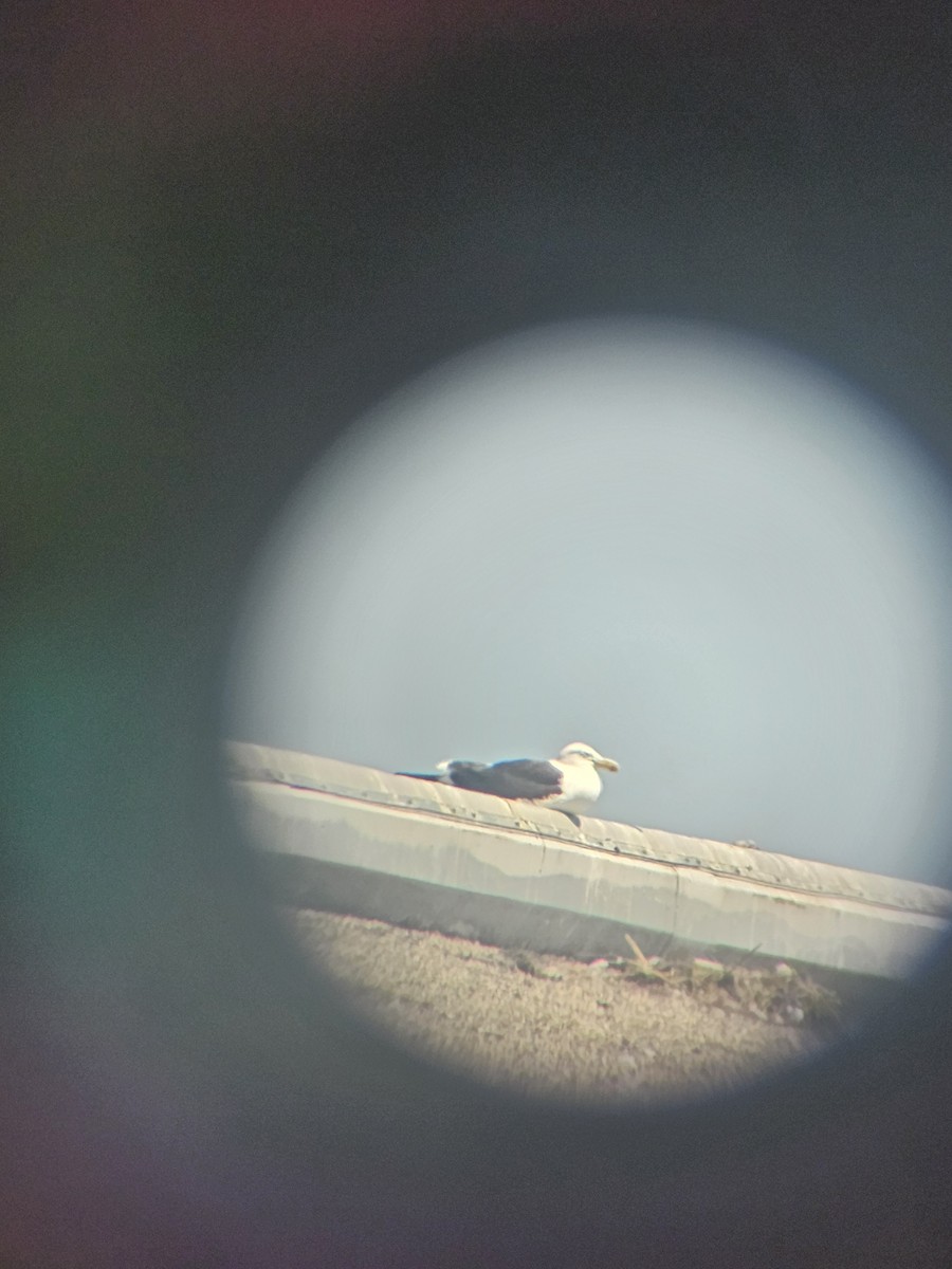 Kelp Gull - ML638228728