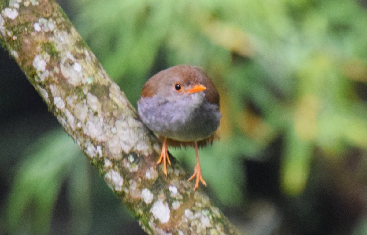 Orange-billed Nightingale-Thrush - ML638228731