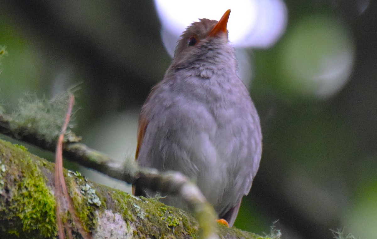 Orange-billed Nightingale-Thrush - ML638228732