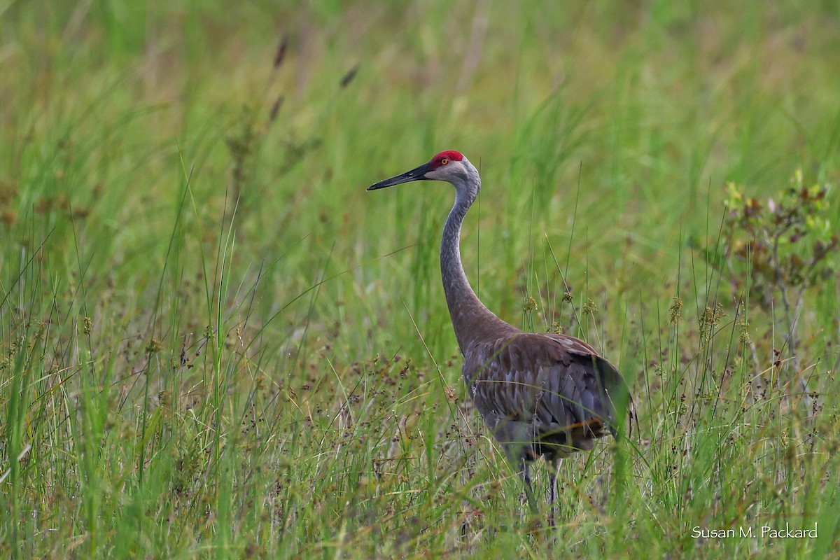 Sandhill Crane - ML638228738