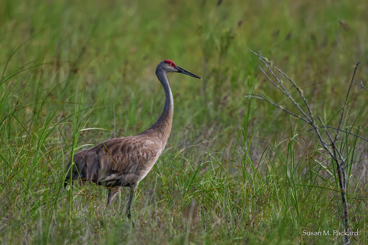 Sandhill Crane - ML638228739