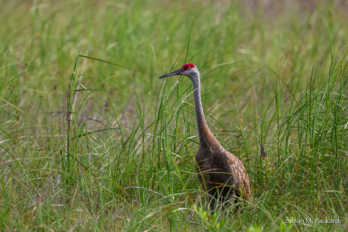 Sandhill Crane - ML638228740