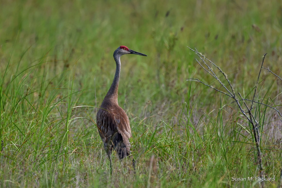 Sandhill Crane - ML638228741