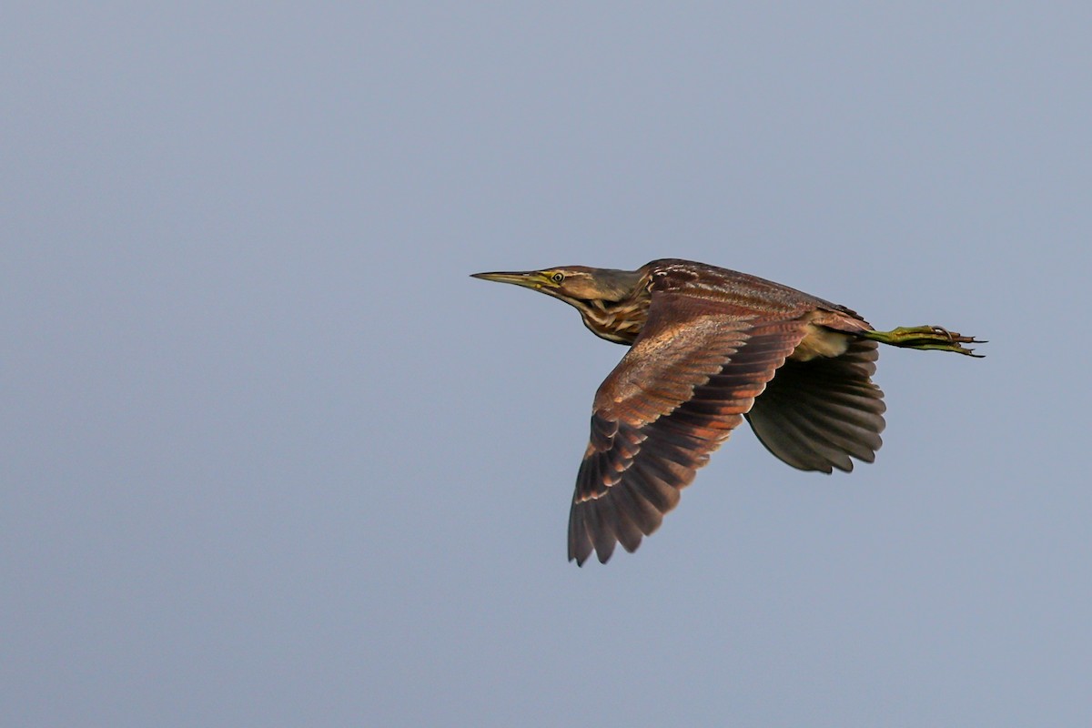 American Bittern - ML638228753