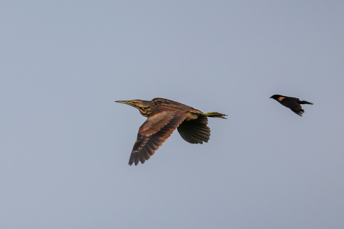 American Bittern - ML638228754