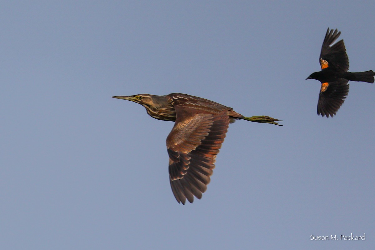 American Bittern - ML638228755
