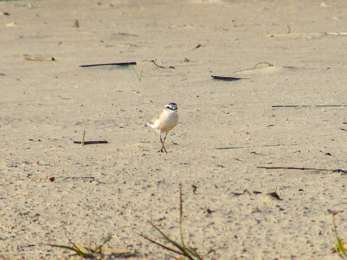 White-fronted Plover - ML638228757