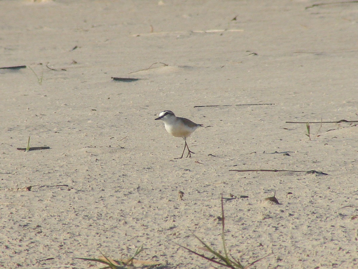 White-fronted Plover - ML638228758
