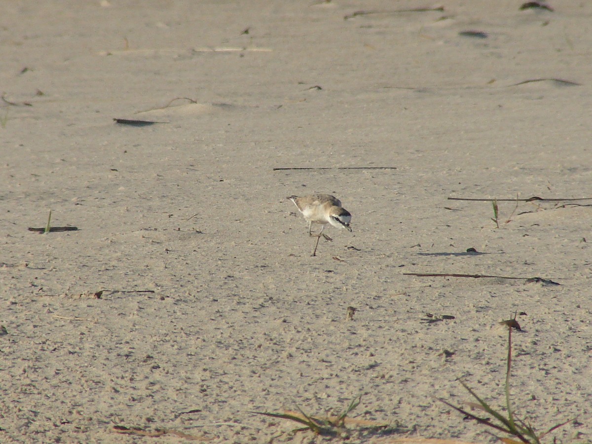 White-fronted Plover - ML638228759