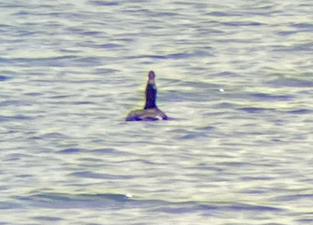 White-winged Scoter - ML638228761