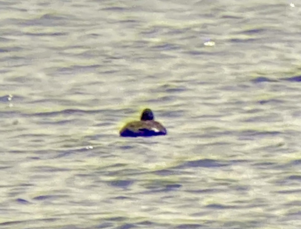 White-winged Scoter - ML638228762