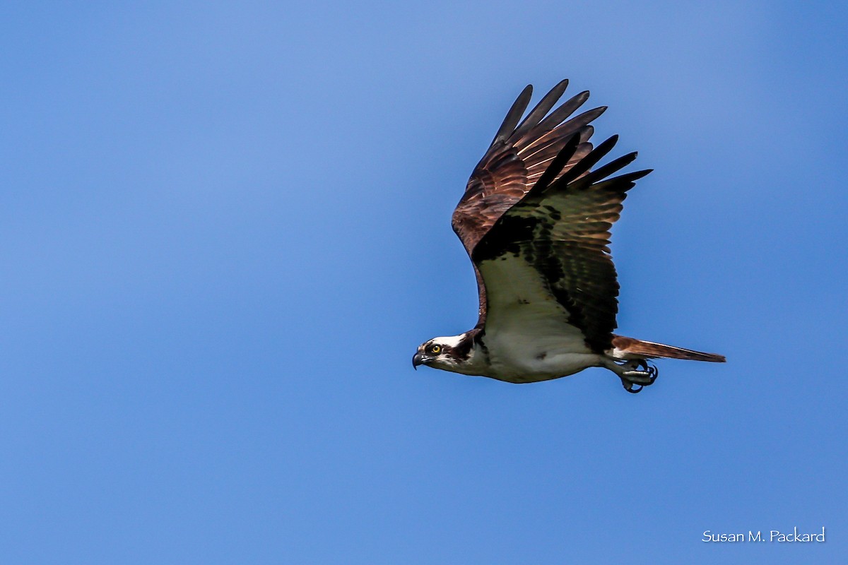Osprey - ML638228767