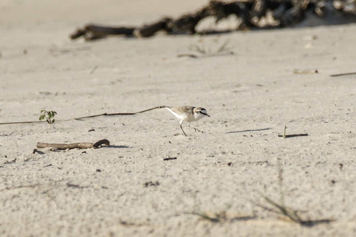 White-fronted Plover - ML638228769
