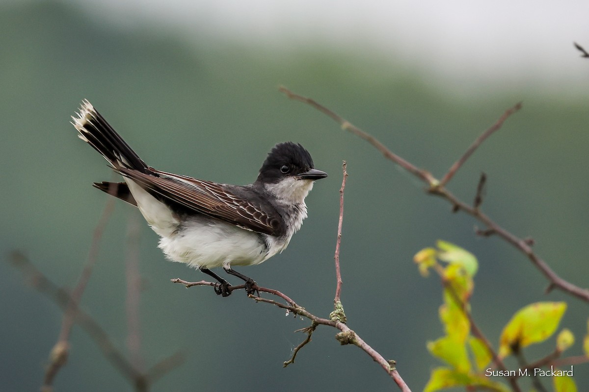 Eastern Kingbird - ML638228782