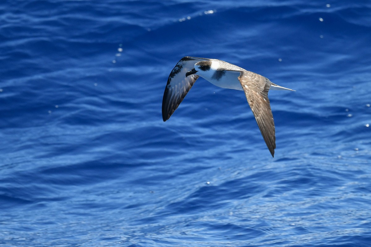 White-necked Petrel - ML638228792