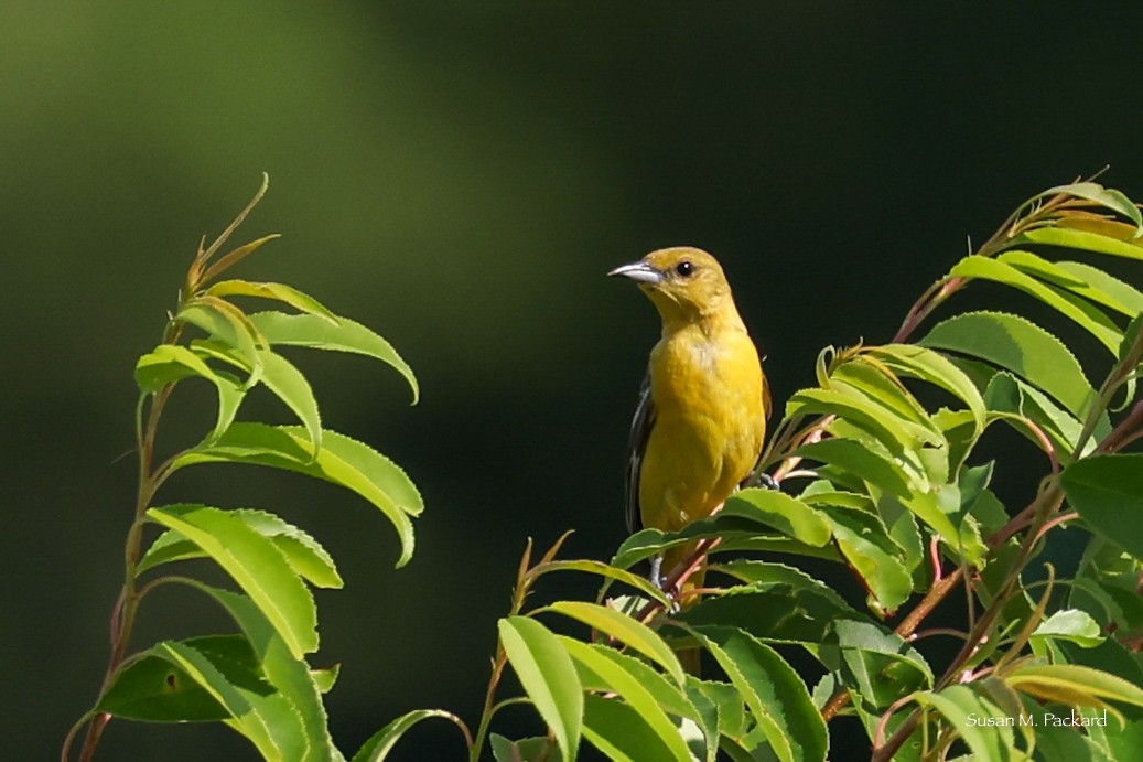 Orchard Oriole - ML638228793