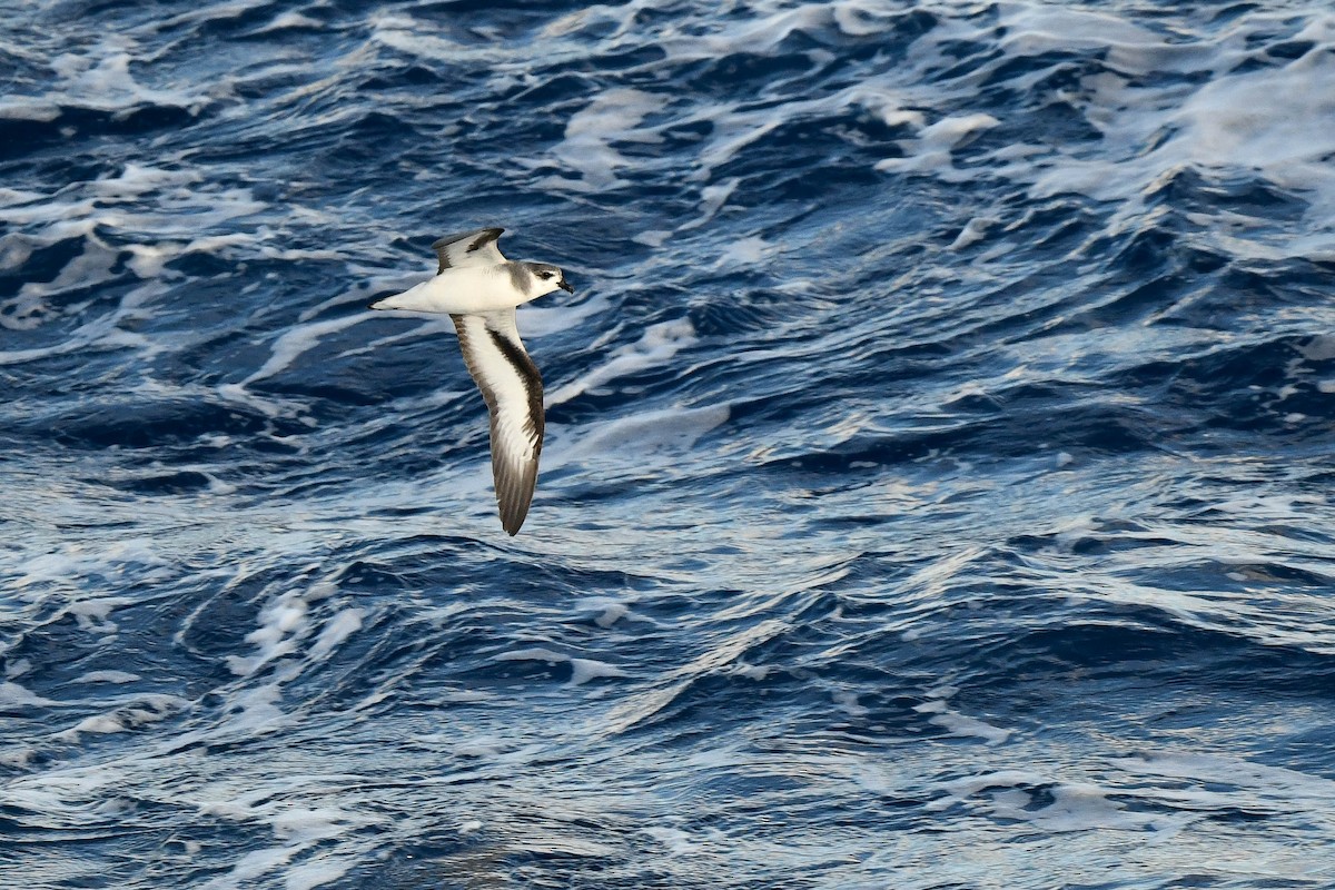 Black-winged Petrel - ML638228795