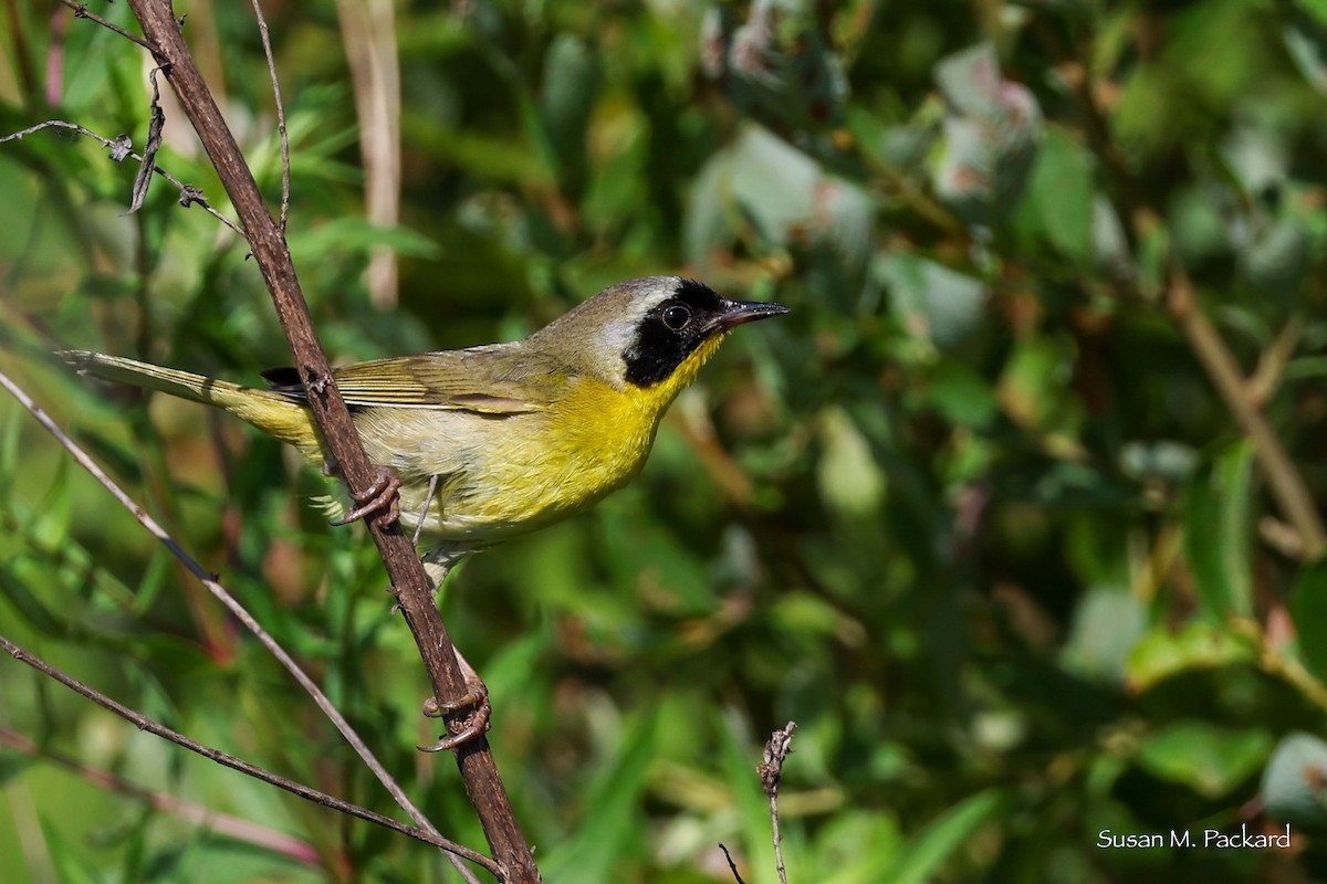 Common Yellowthroat - ML638228800