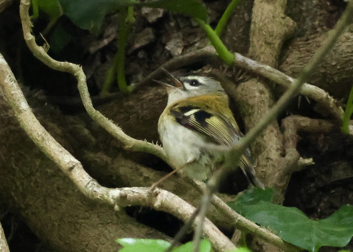Madeira Firecrest - ML638228804