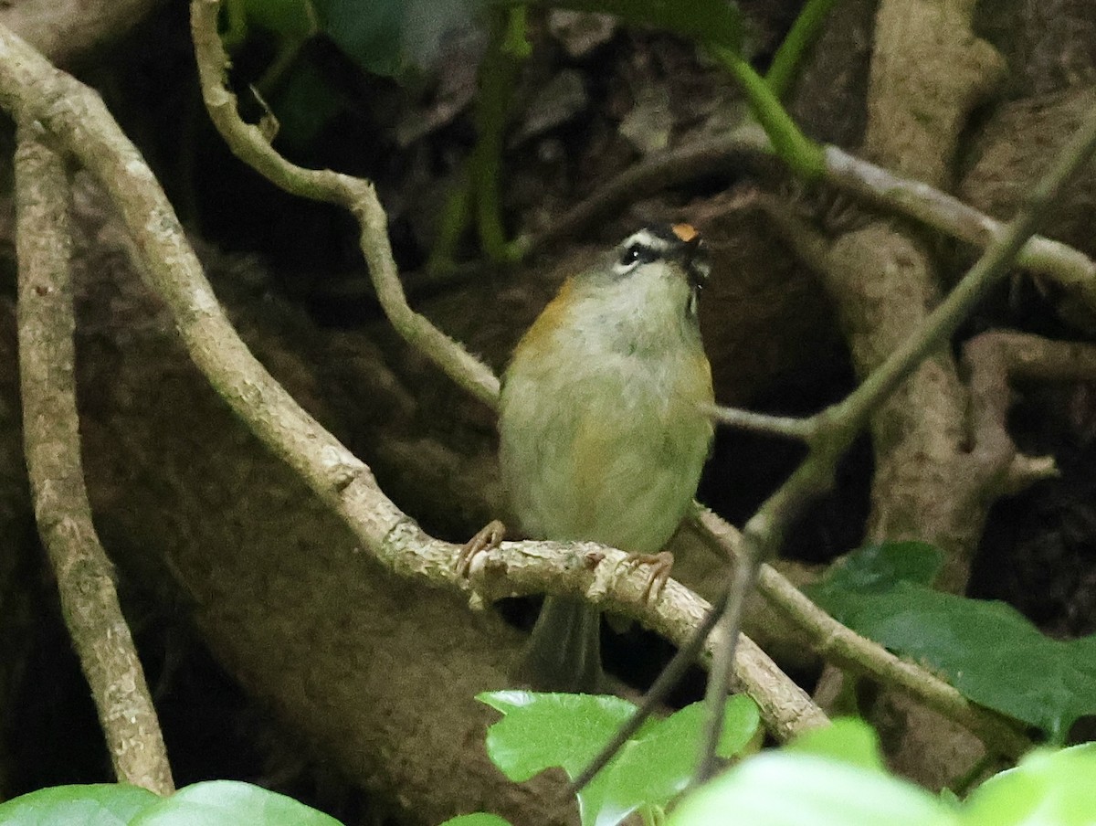 Madeira Firecrest - ML638228805