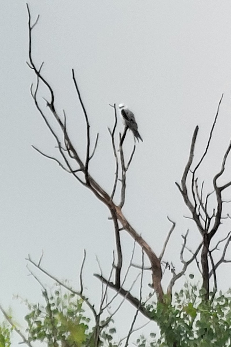 White-tailed Kite - ML638228808