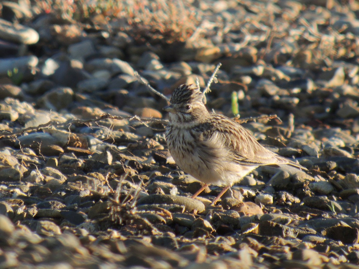 Mediterranean Short-toed Lark - ML638228813