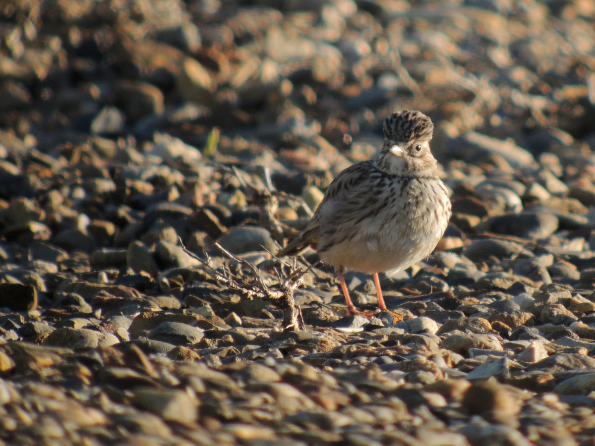 Mediterranean Short-toed Lark - ML638228814