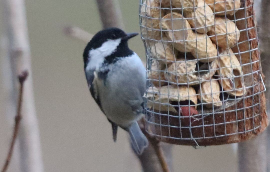 Coal Tit - ML638228816