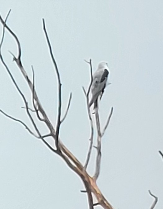 White-tailed Kite - ML638228817