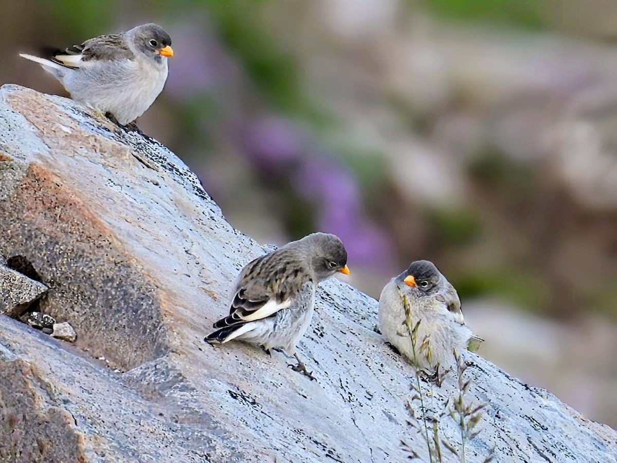White-winged Snowfinch - ML638228822
