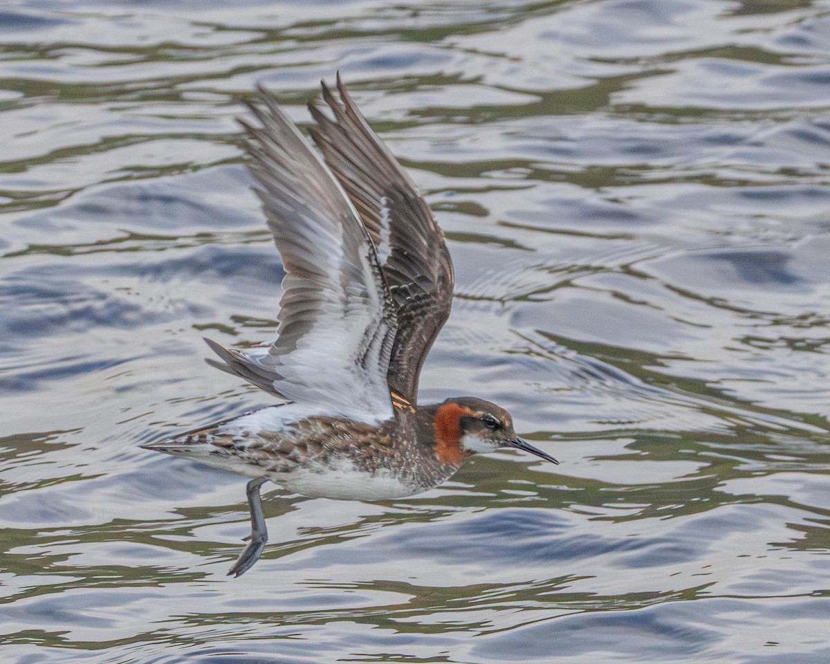 Red-necked Phalarope - ML638228827