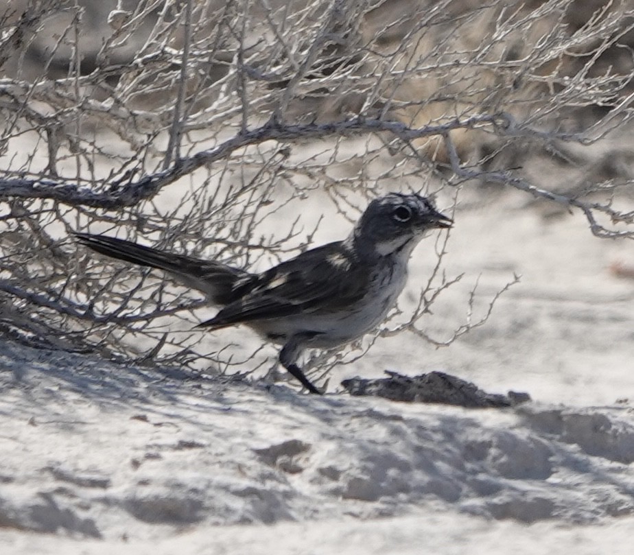 Bell's Sparrow - ML638228840