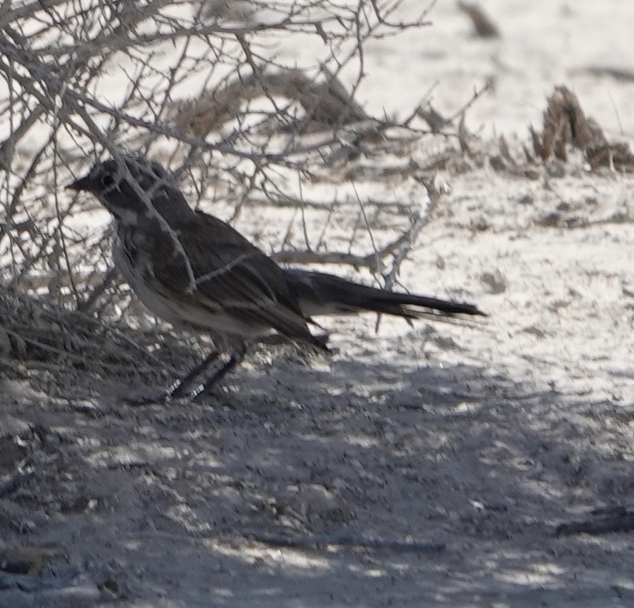Bell's Sparrow - ML638228841