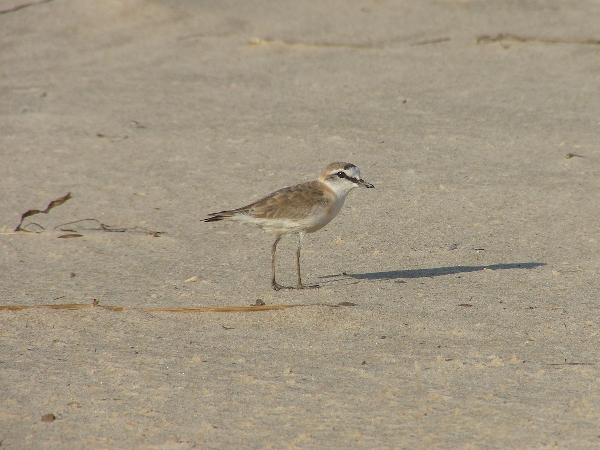 White-fronted Plover - ML638228852