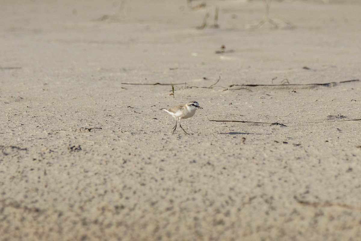 White-fronted Plover - ML638228862
