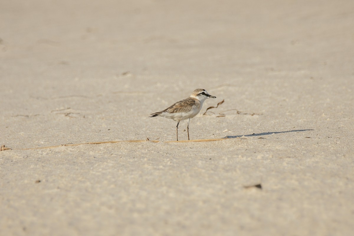 White-fronted Plover - ML638228863
