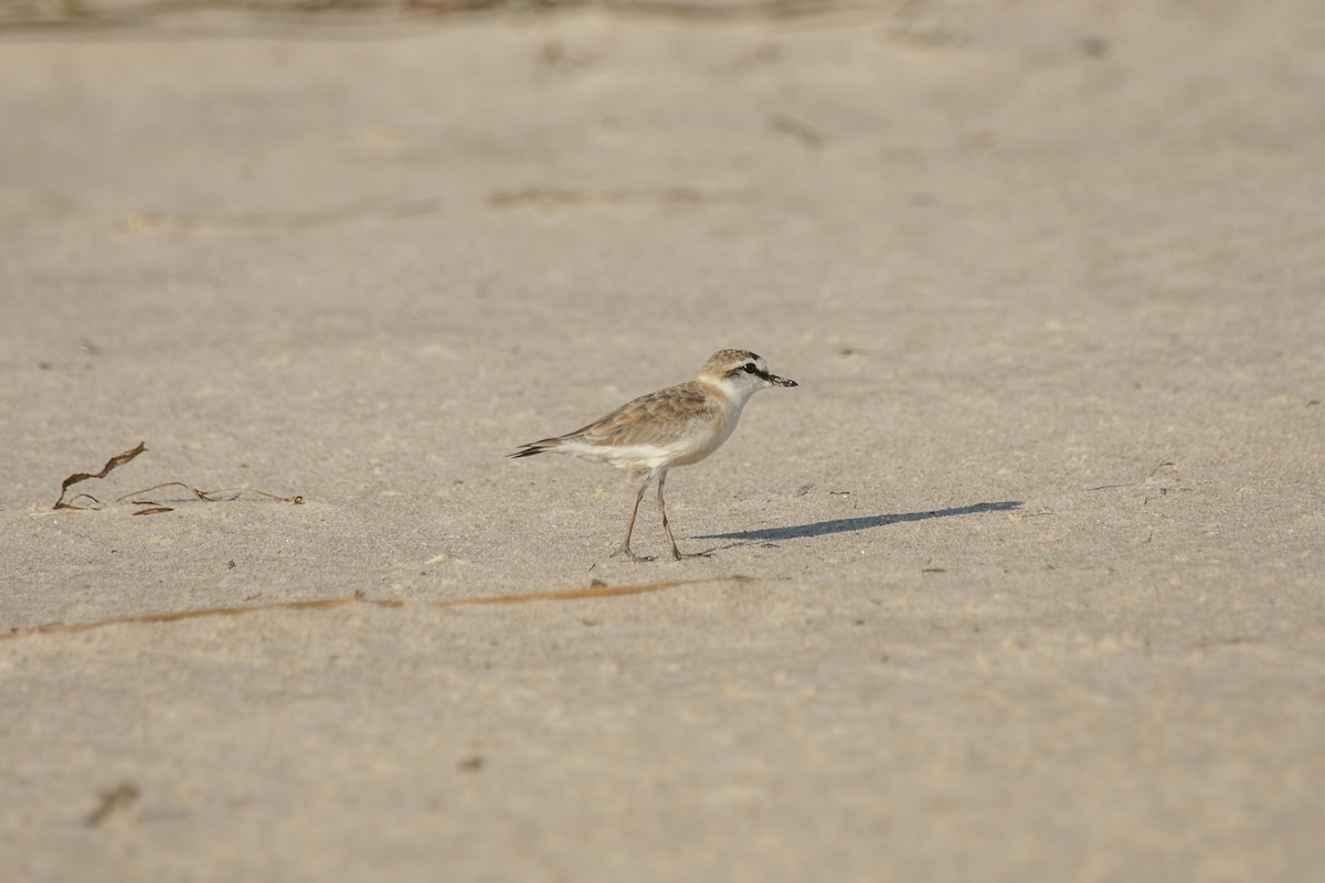 White-fronted Plover - ML638228864