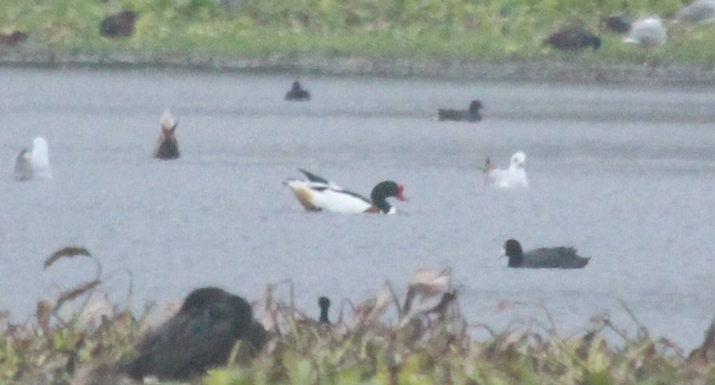 Common Shelduck - ML638228880