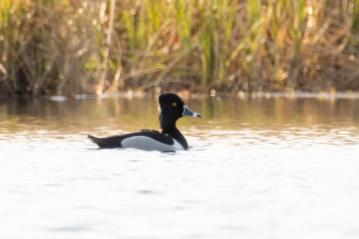 Ring-necked Duck - ML638228896