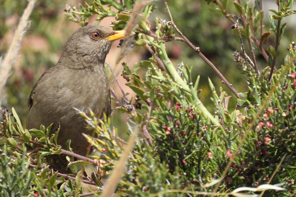 Chiguanco Thrush - ML638228915