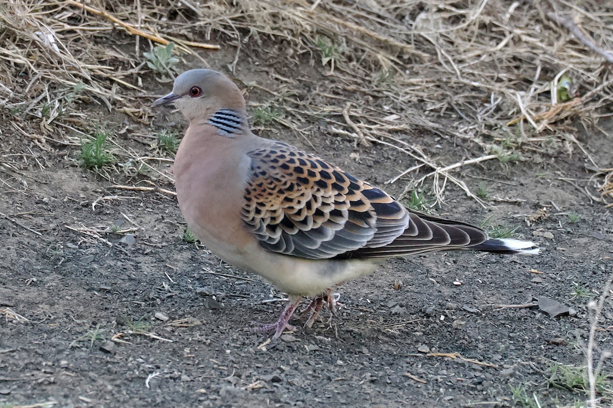 Oriental Turtle-Dove - ML638228928