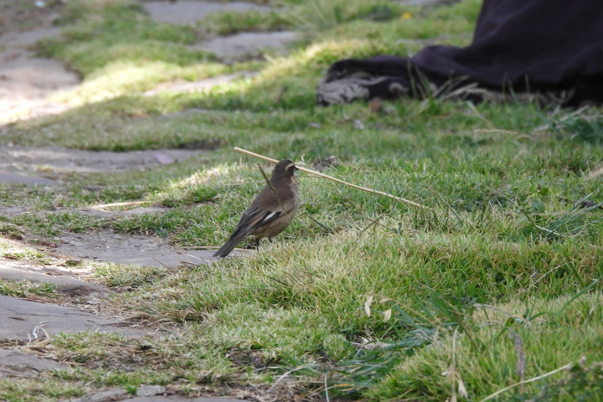 White-winged Cinclodes - ML638228932