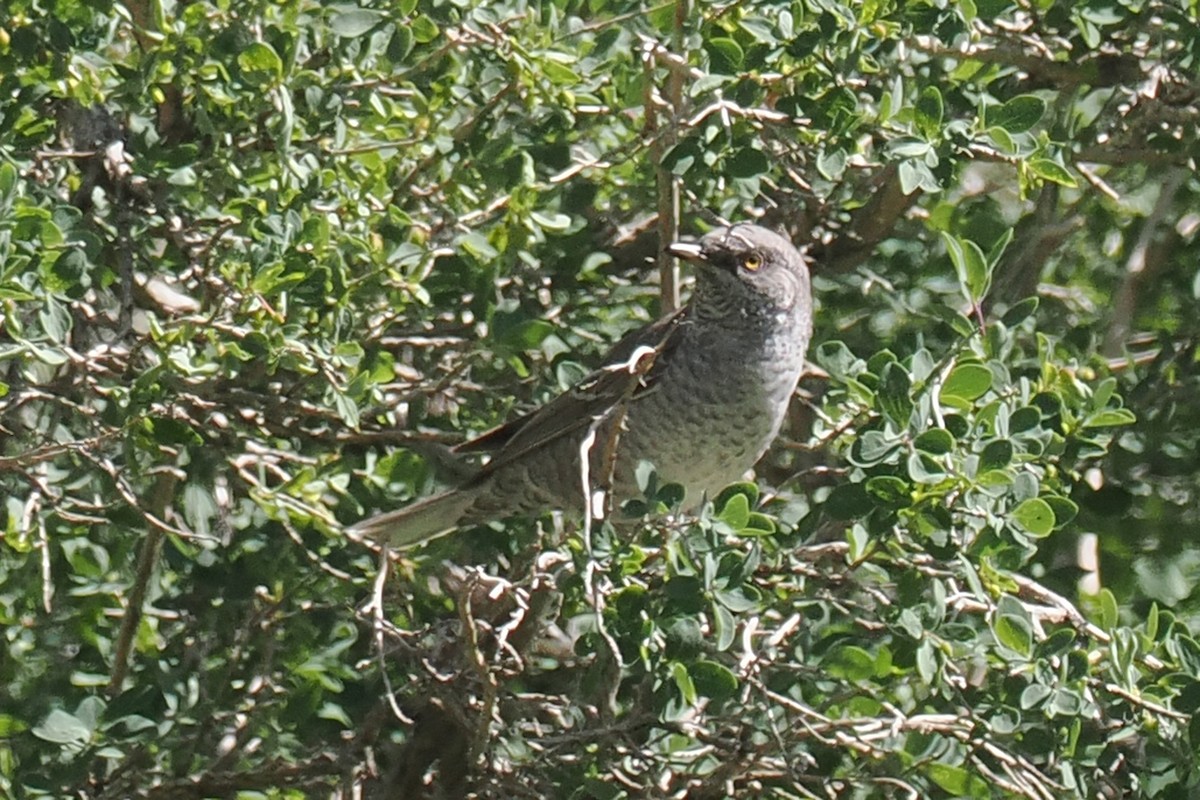 Barred Warbler - ML638228943