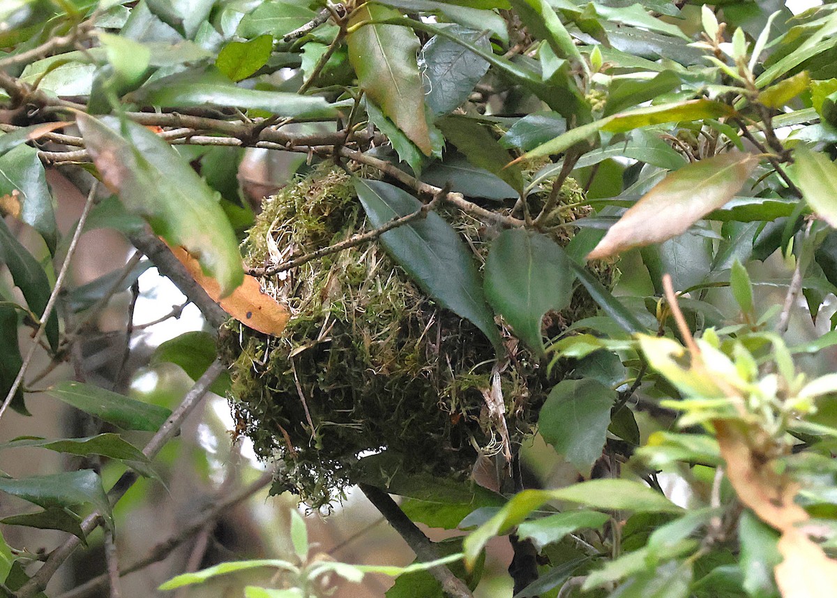 Madeira Firecrest - ML638228988