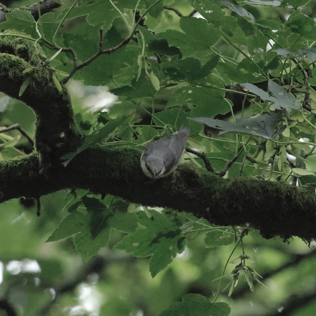 Eurasian Nuthatch - ML638228990