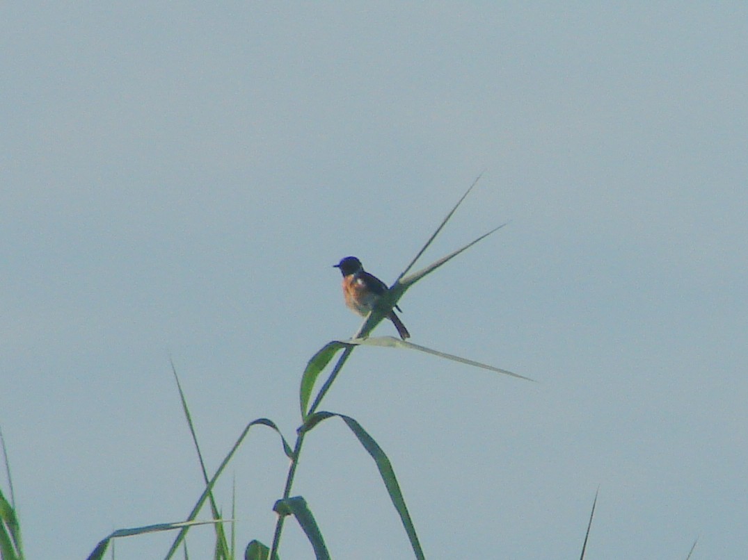 African Stonechat - ML638228997